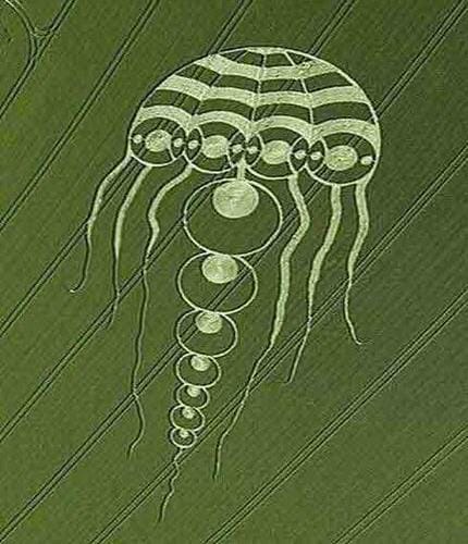 There are seven tentacles, seven nodules and seven connecting 