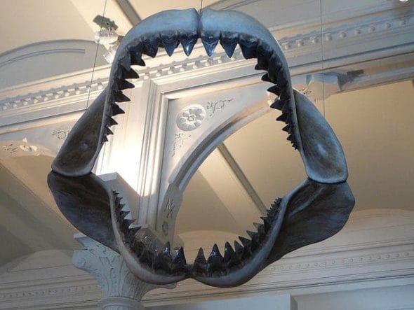 The 70-foot-long, 50-ton Megalodon was the biggest shark in history, a true apex predator that counted everything in the ocean as part of its ongoing dinner buffet, including whales, squids, fish and dolphins. More about Megalodon