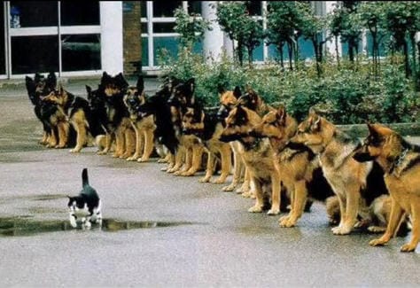 My father is a Lion so don't mess with me. This kitten has the peace plan. G-d does not have little gods, he wants children.